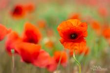 Jean-Marc PENRATH - STUDIO DES VIGNES D'AVARICUM